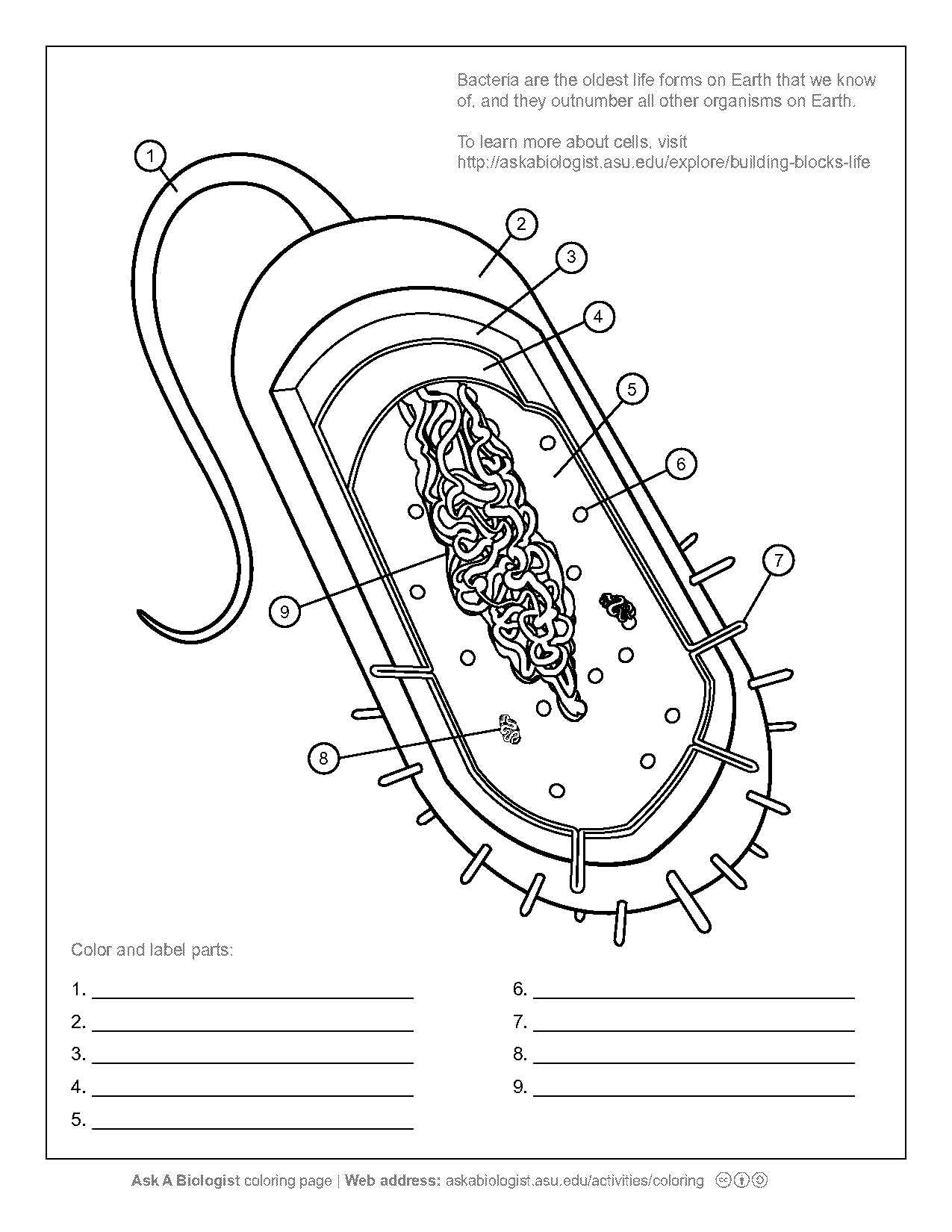 color a typical prokaryote cell answer key pdf